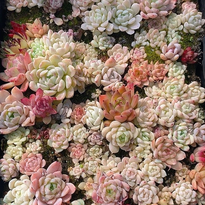 140 多肉植物盆栽花卉植物