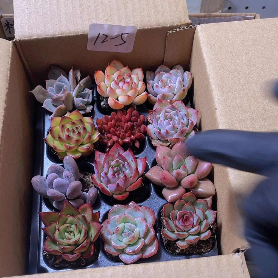 【闪购商品】12颗-5