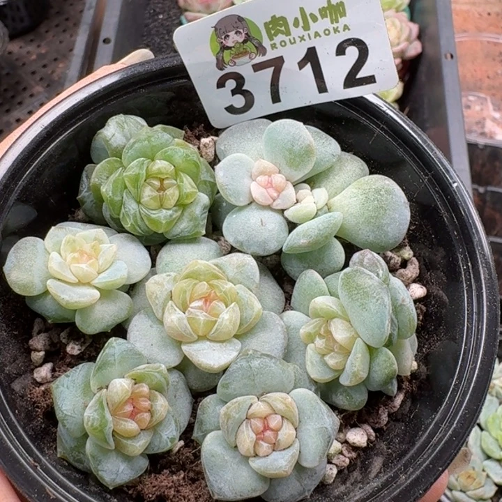 多肉植物多肉植物