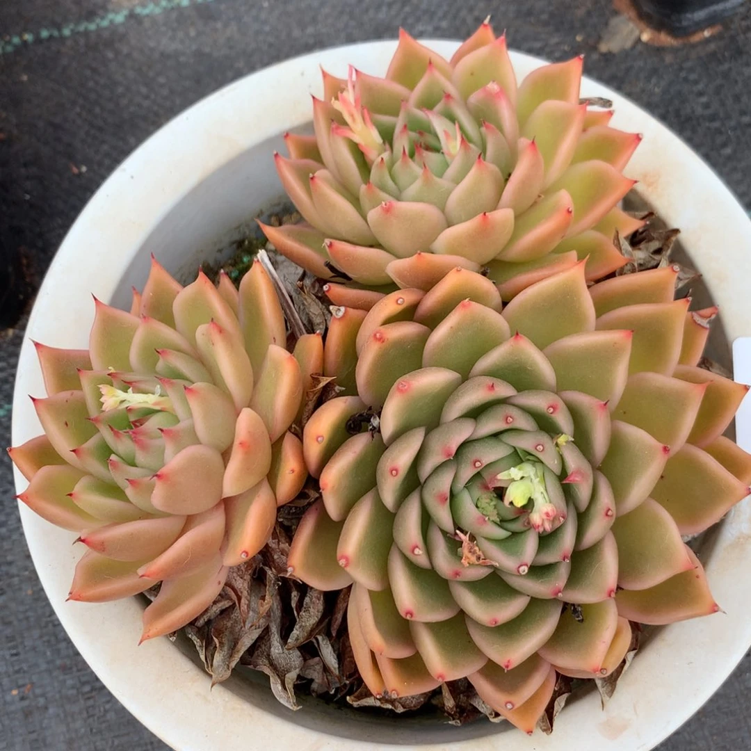 4238杂交精品基地12厘米