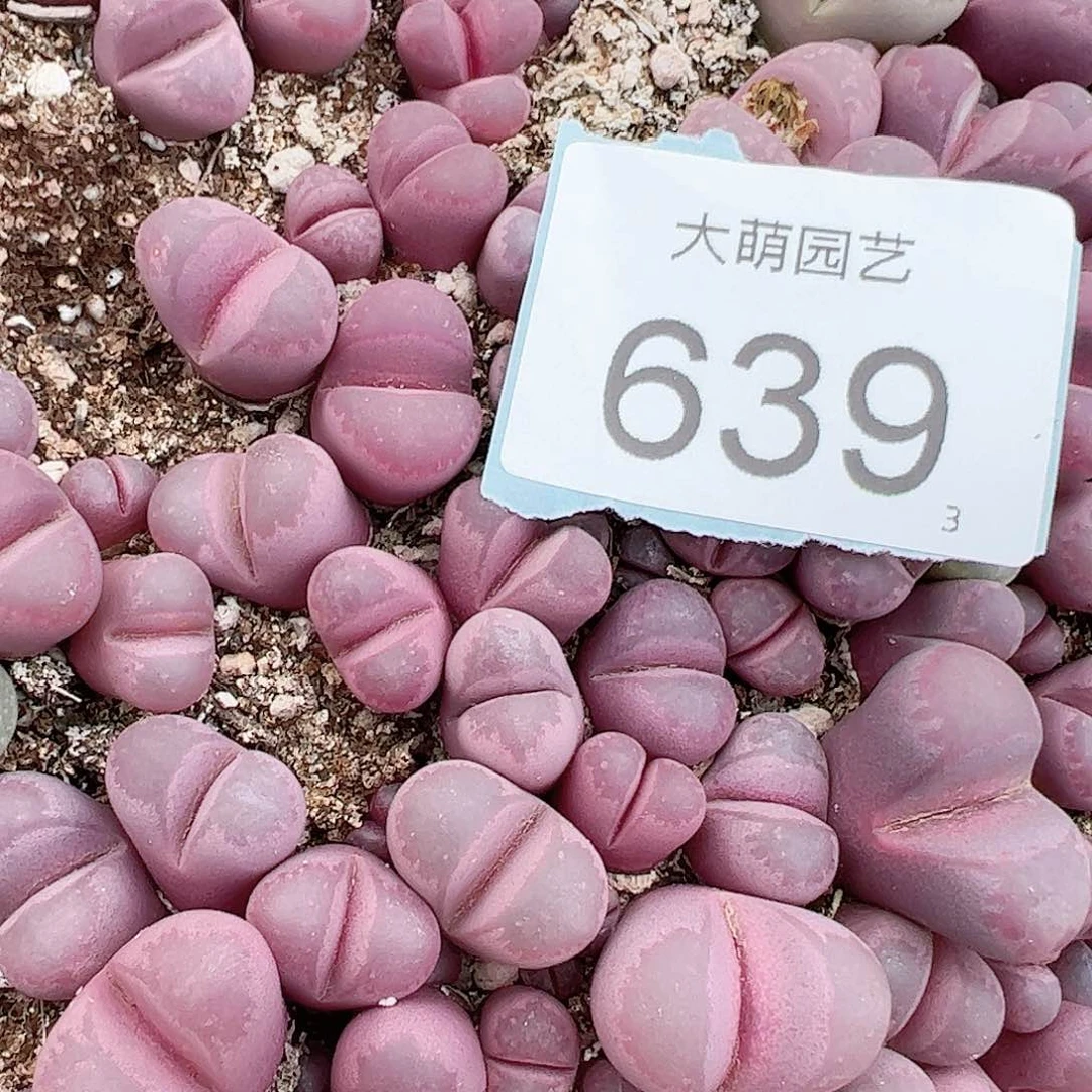 0000639量拍红大内6颗