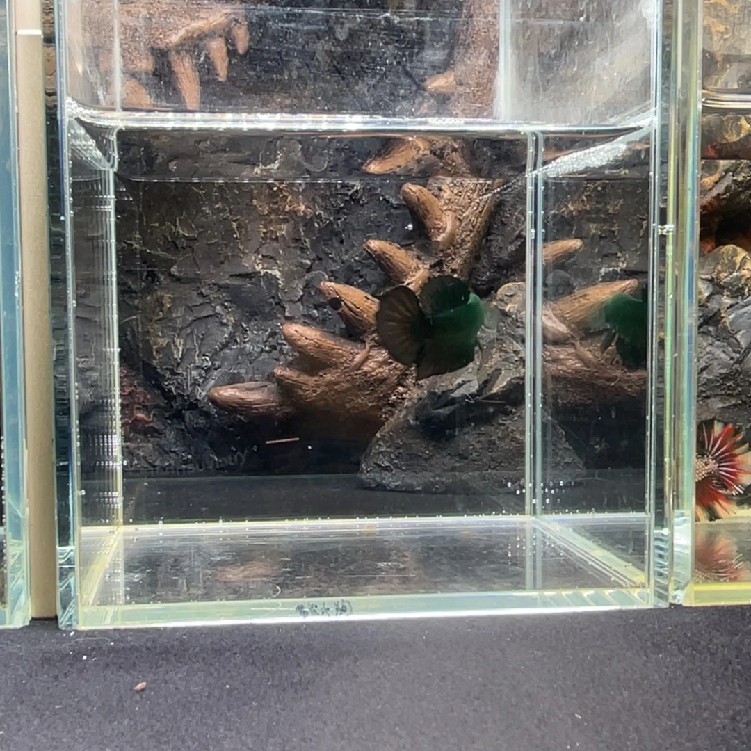 斗鱼十月二十九日竞价