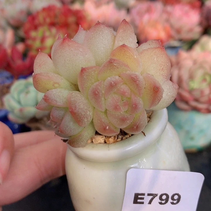 半**年一物一拍含盆土满38包邮E799