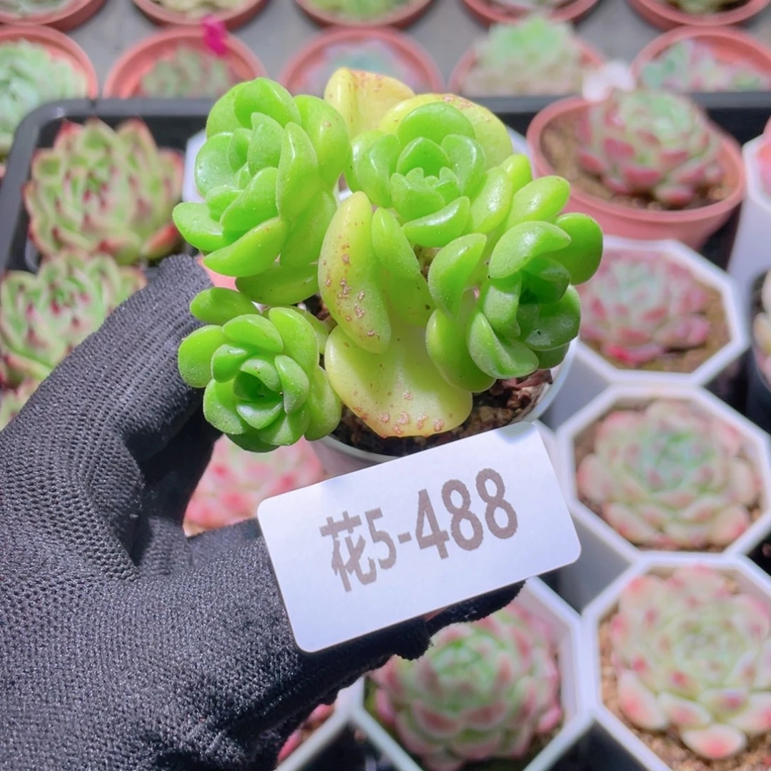 花利美5-488百合莉莉