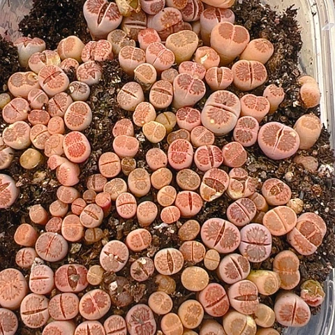 【闪购商品】24543