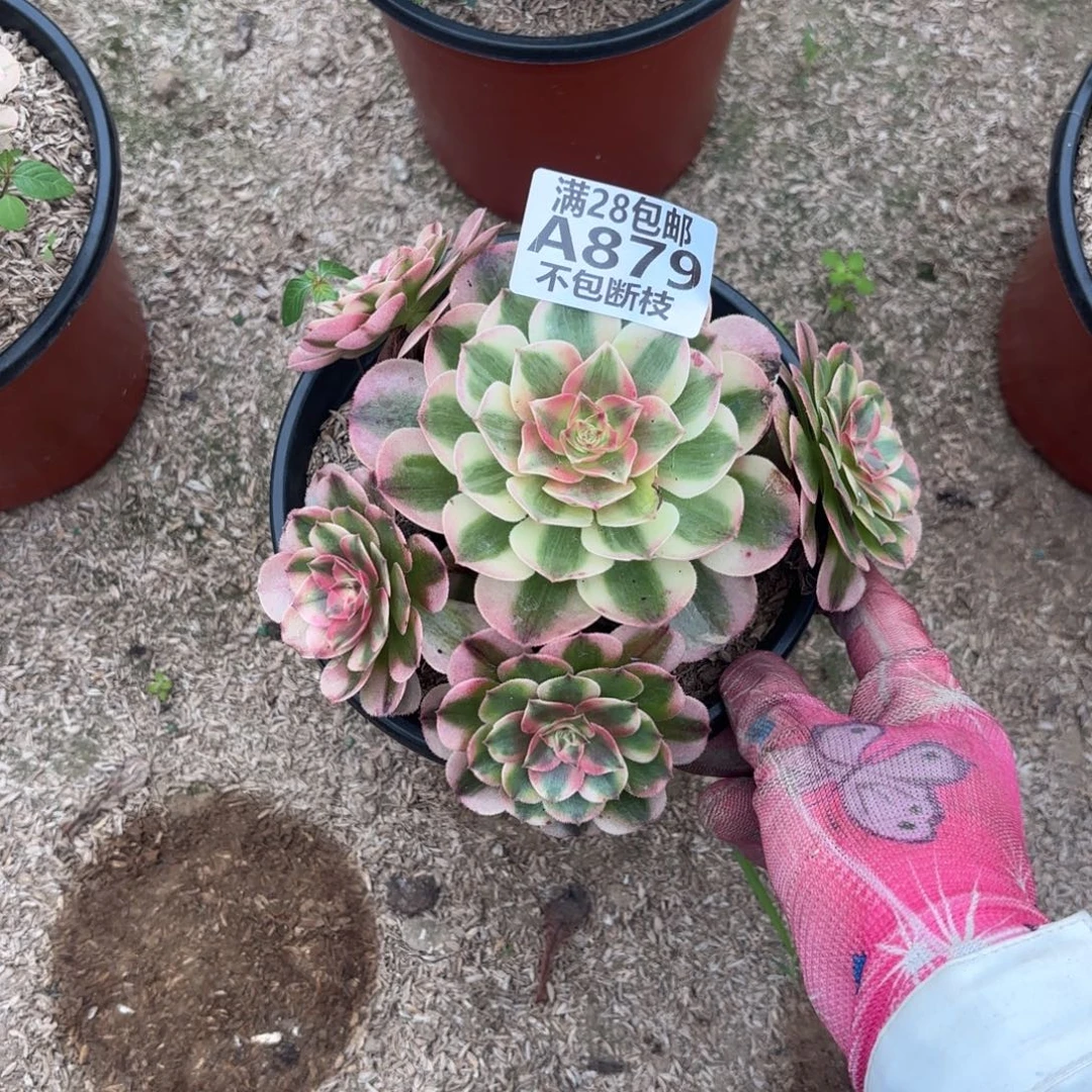 V. 879荔枝多肉12233