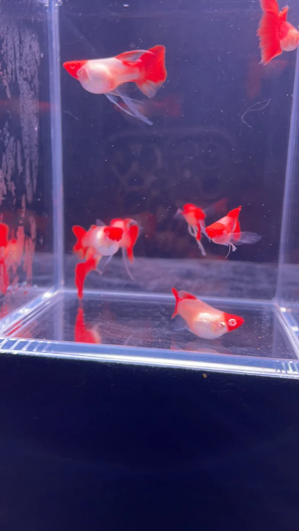 深海蓝贵族白大c2对