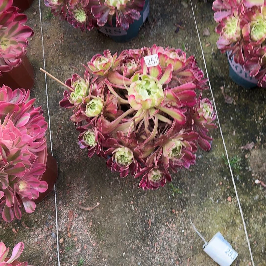 多肉植物老桩波斯18.8