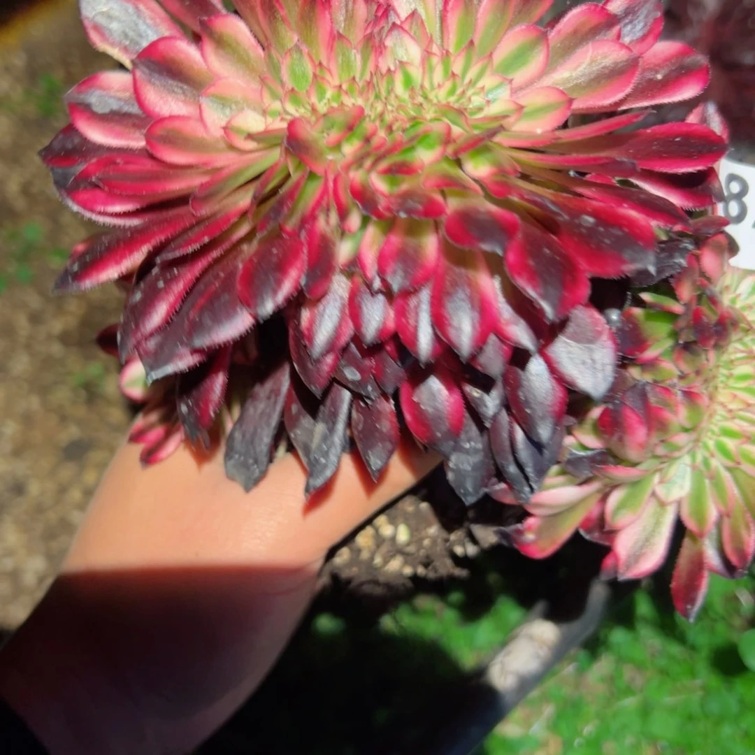 824 号多肉植物法师新年福利