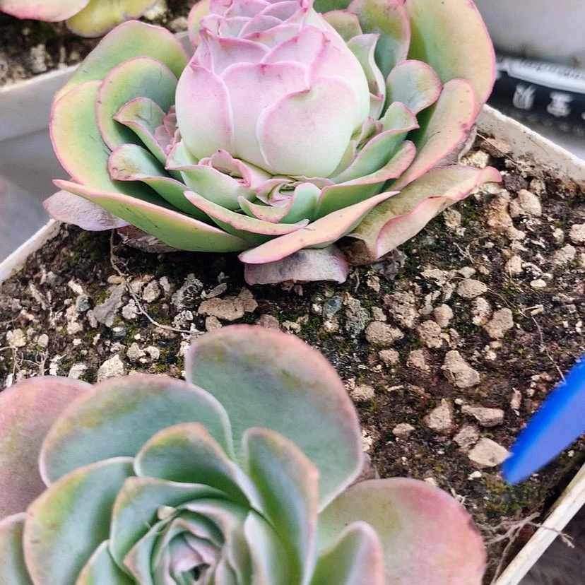 【闪购商品】yjj384