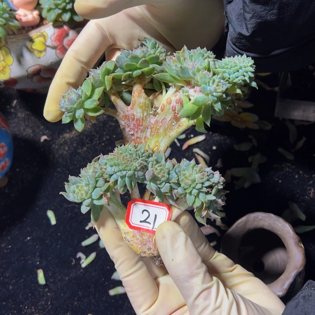 D***c粉心冰魄缀微瑕两颗