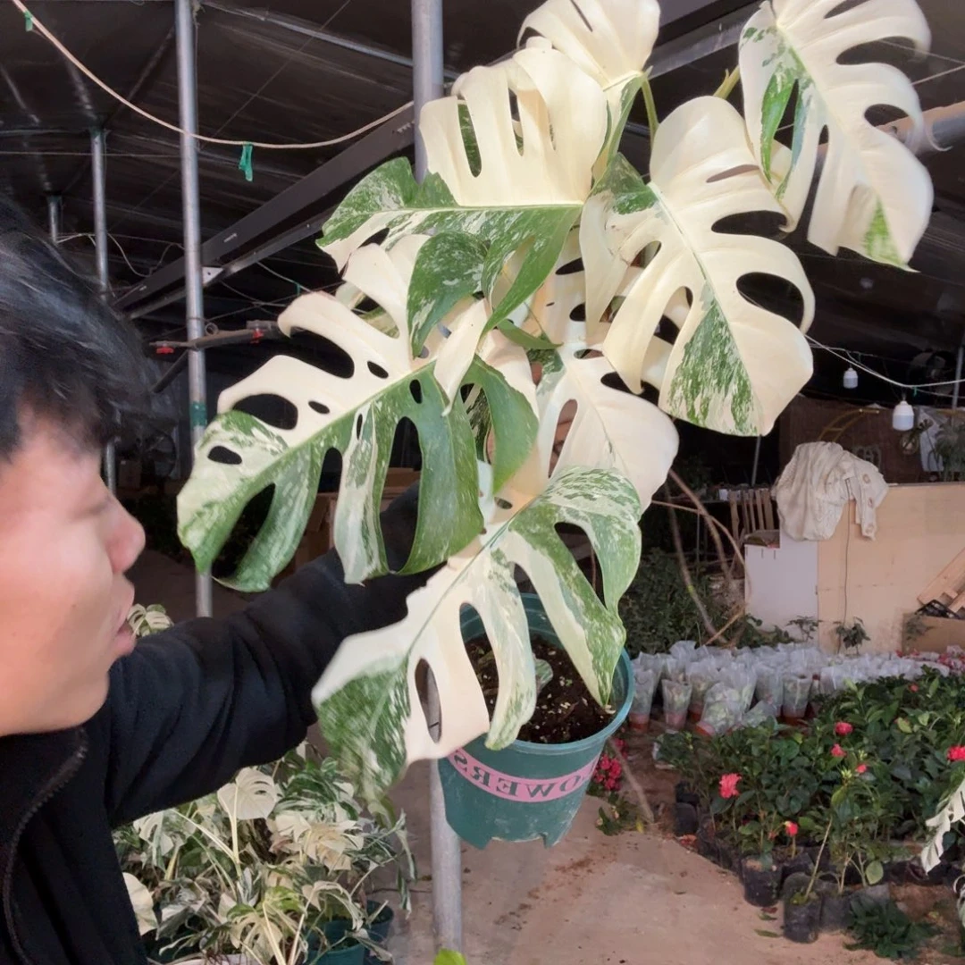 N***u完全开放7977的龟