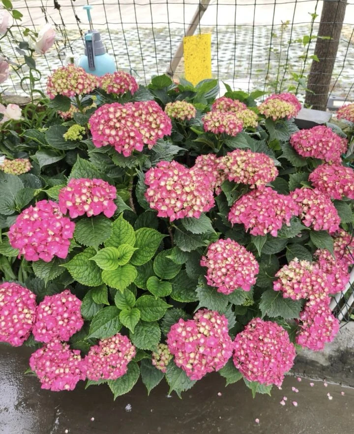 玉蝴蝶大花绣球原盆原土