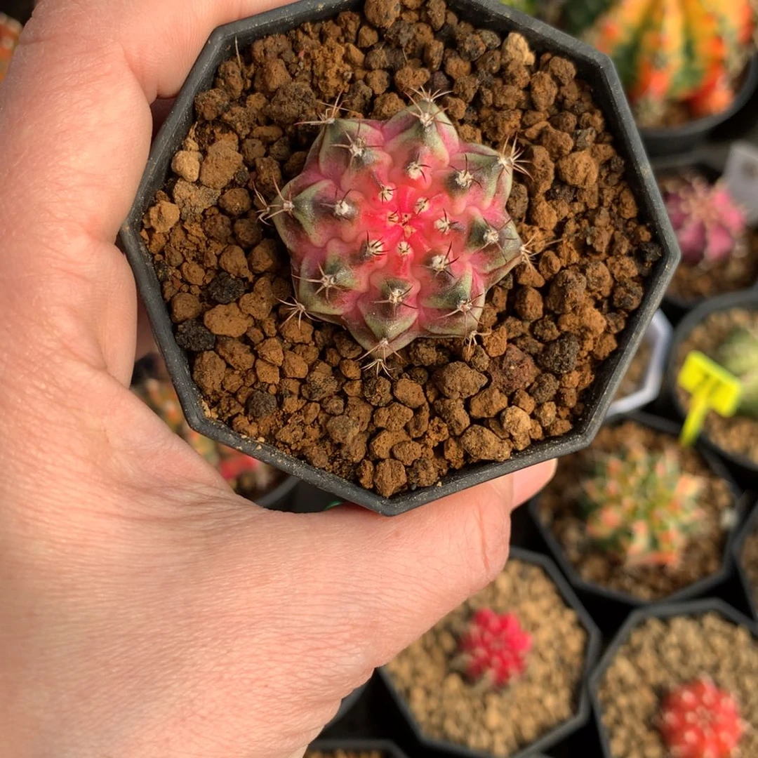 探***尚仙人球米哈牡丹锦