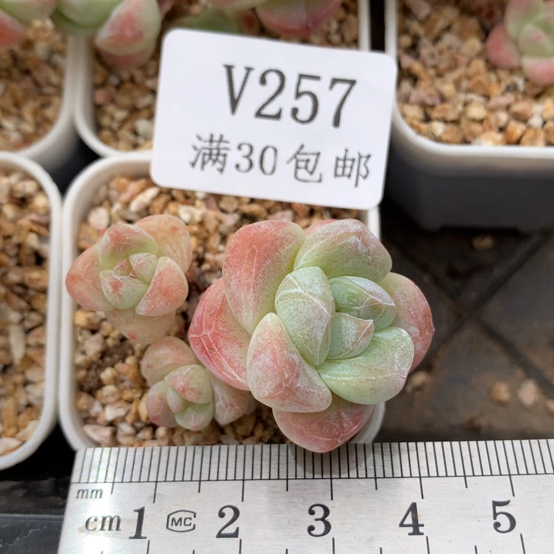 257。小脸小鼻嘎冰玉带腿