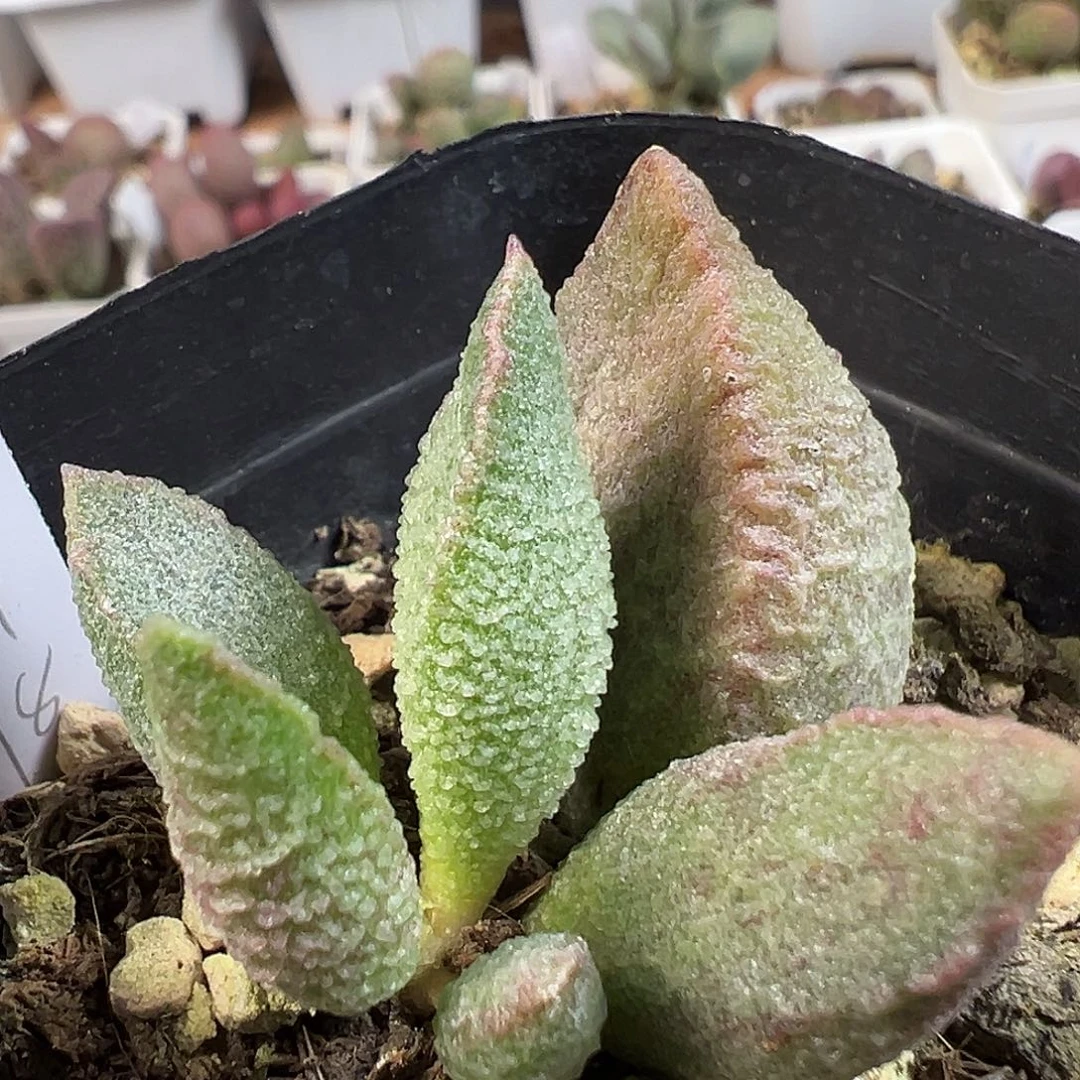 茶 绿猪肝多肉植物