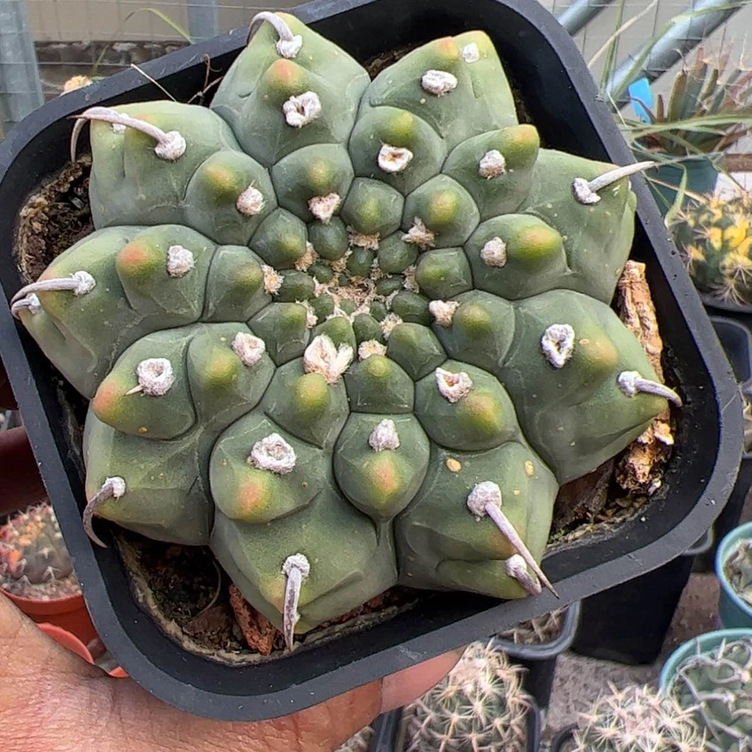 【闪购商品】实生仙人球