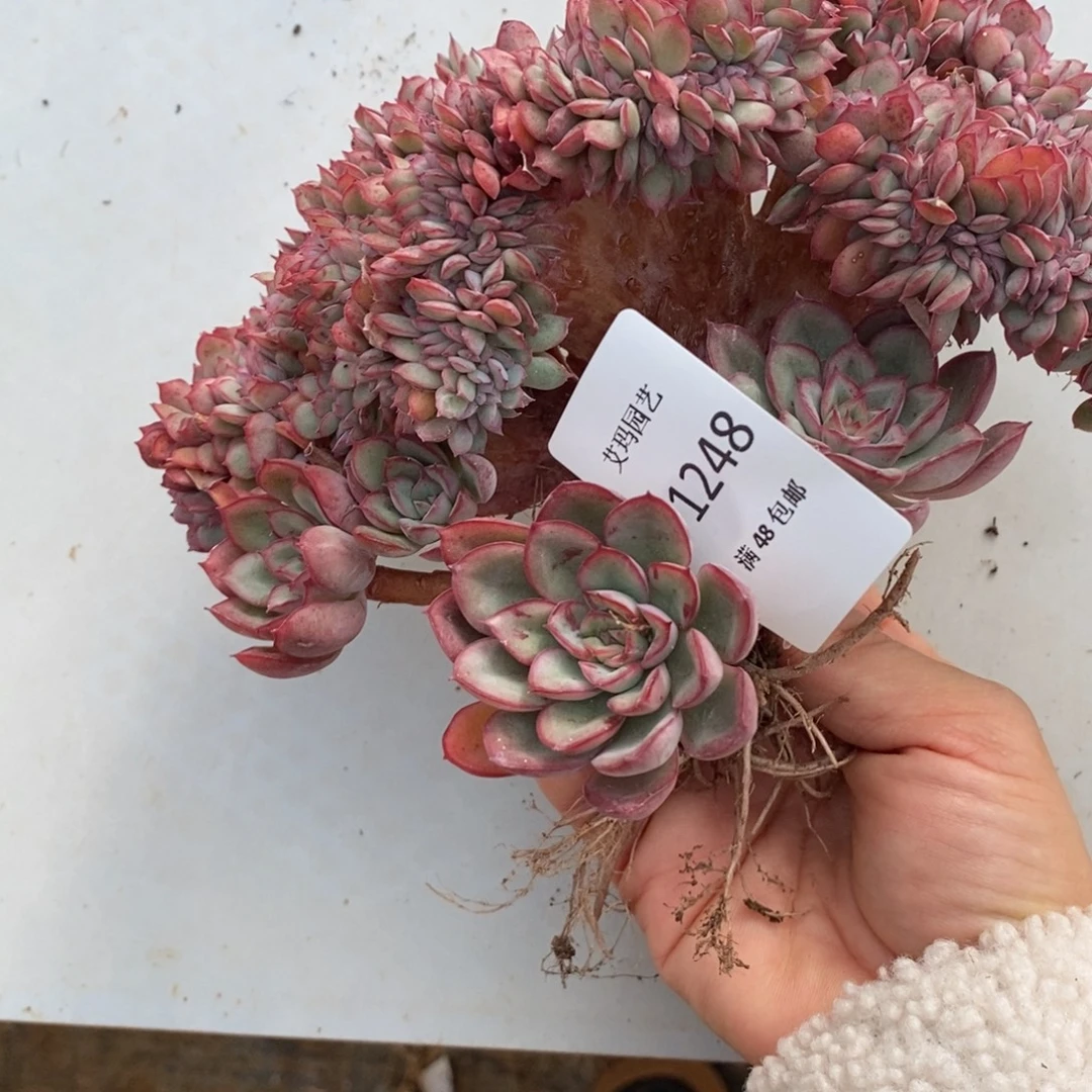 荷花缀化多肉多肉248