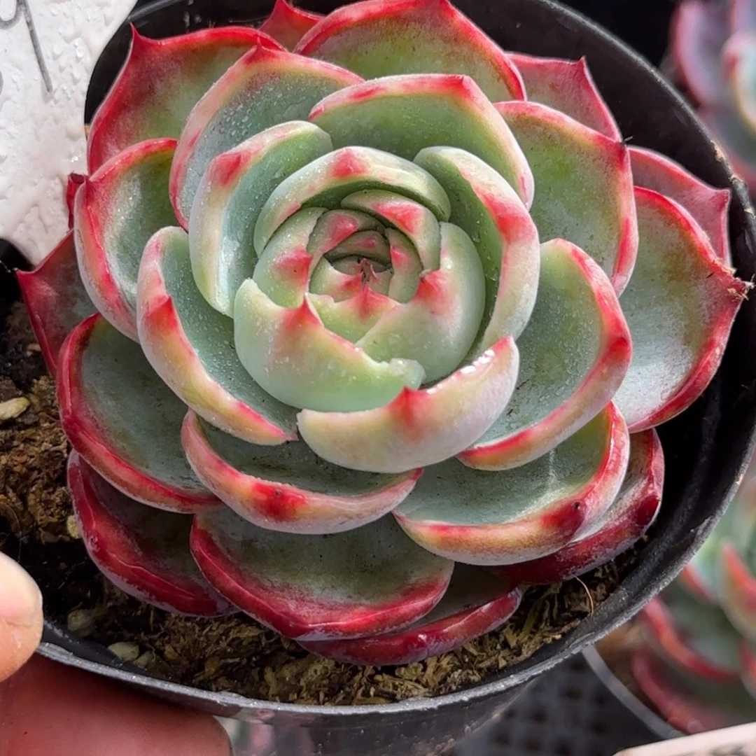 玫瑰惊鸿一物一拍包装收缩花旱109