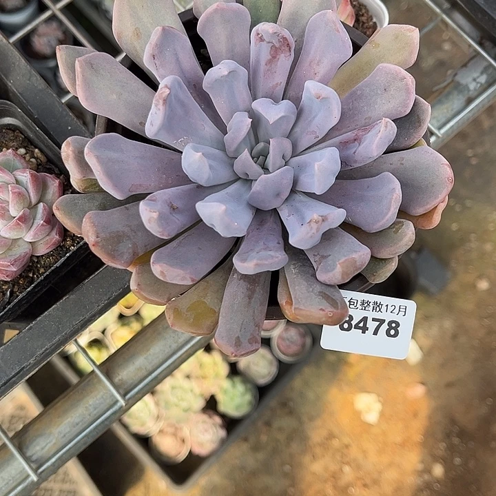 阿雅园艺。     8478丘比特