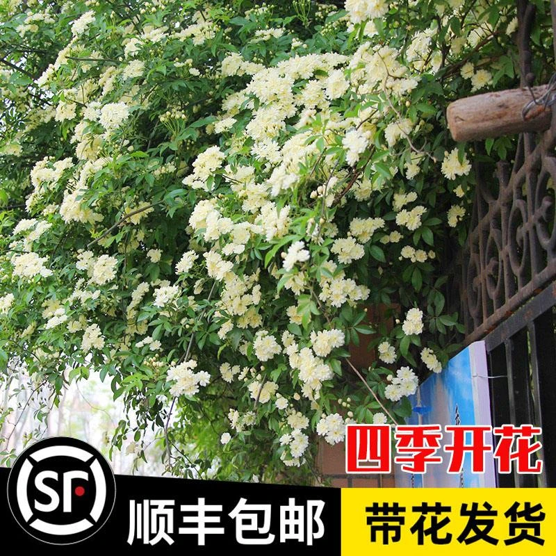 白木香花苗七里香盆栽爬藤植物浓香甜蜜红黄木香多季开花庭院花卉