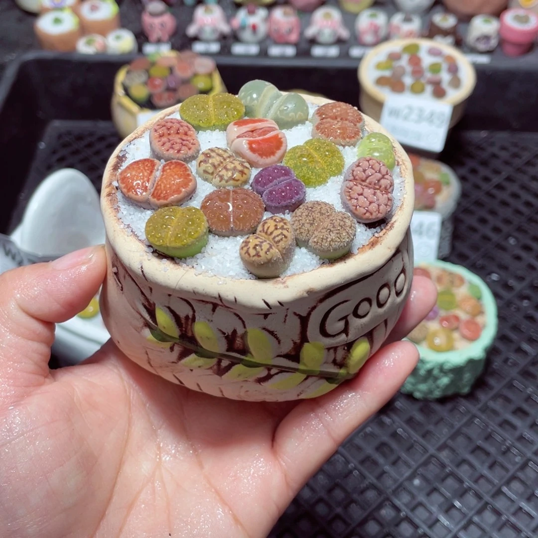 w2352 带盆土发货-零下地区拍保温箱