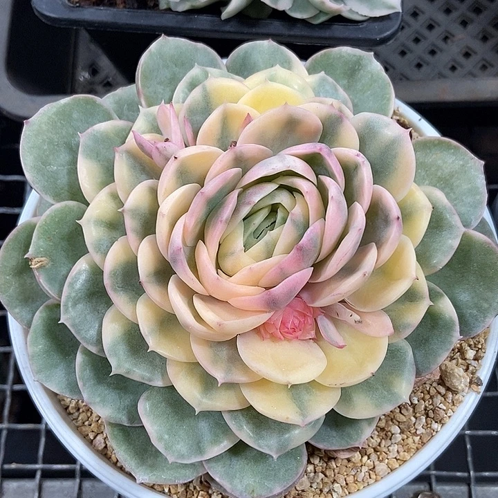 绿体昂斯诺锦多肉植物