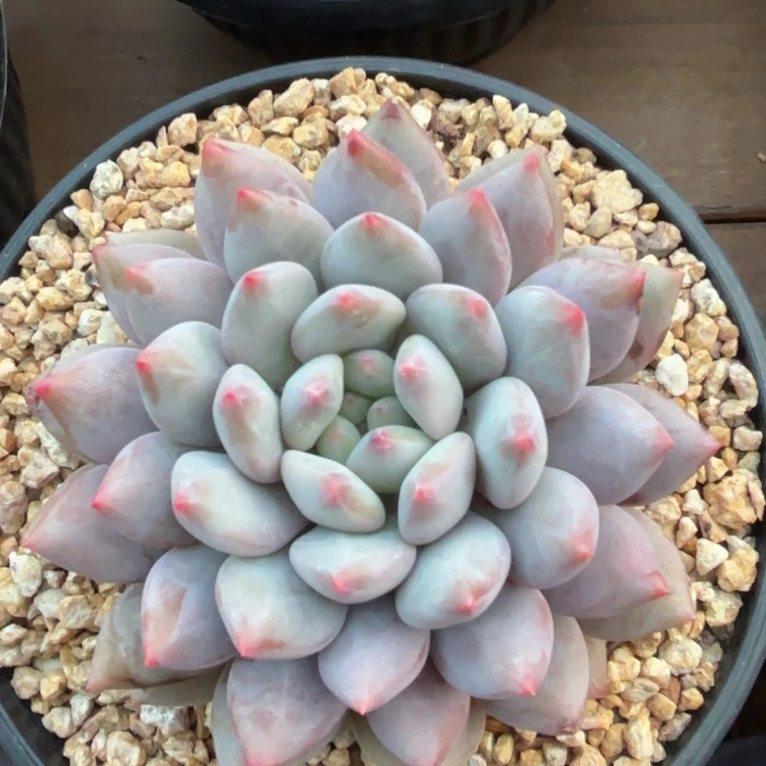 无花朵半夏杂1111111111