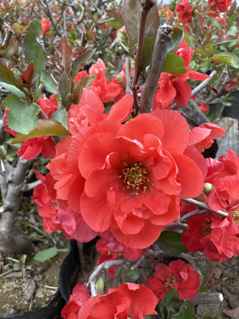 海棠花直播间一物一拍