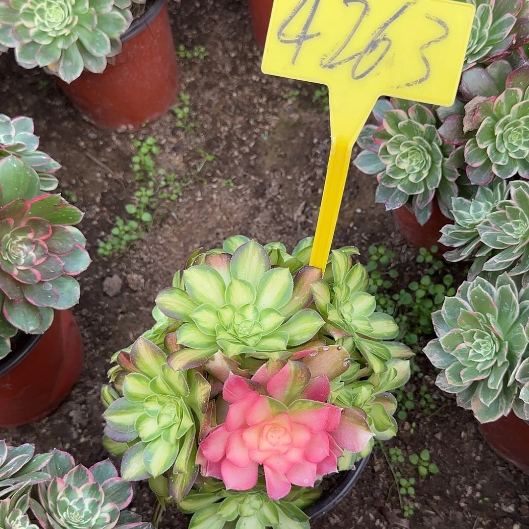 4263---韶华多头多