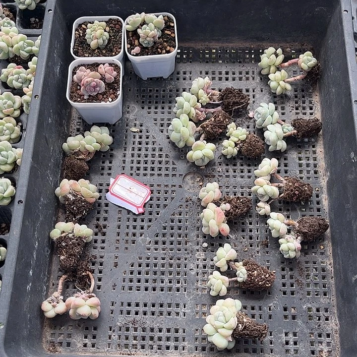 多肉植物一物一拍