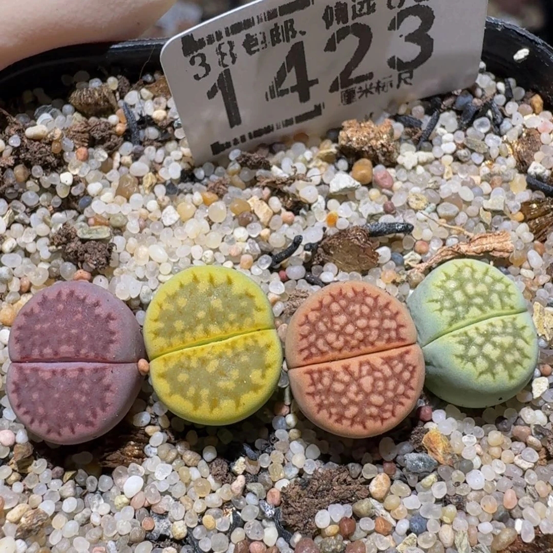 zzzz生石花肉锥1423