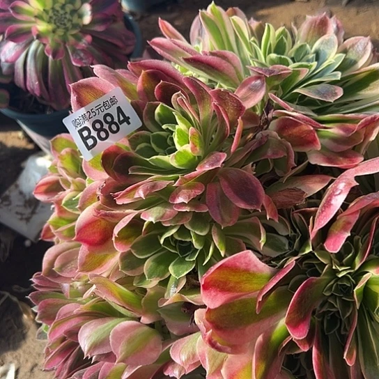 金***庆多肉植物一个