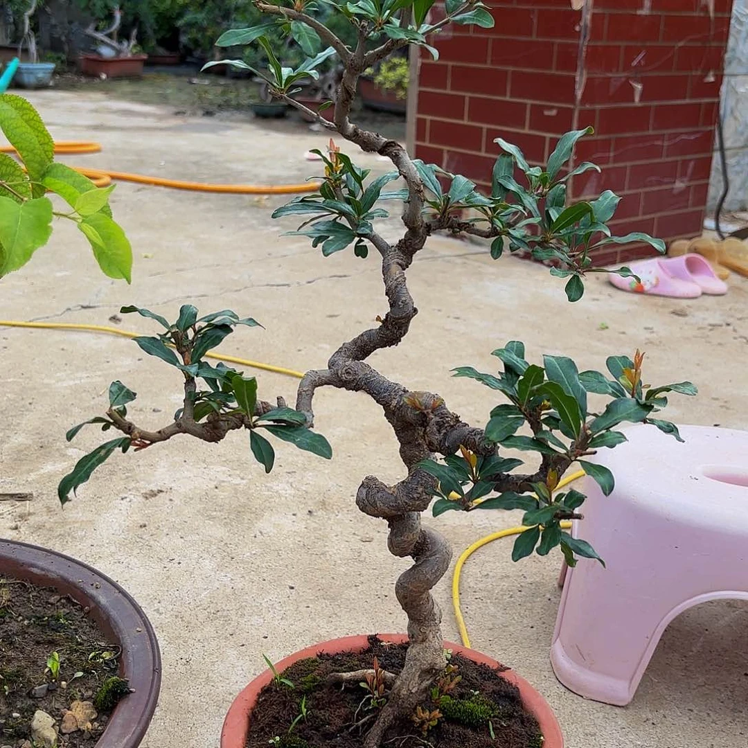 完全开放石榴盆景盆栽植物