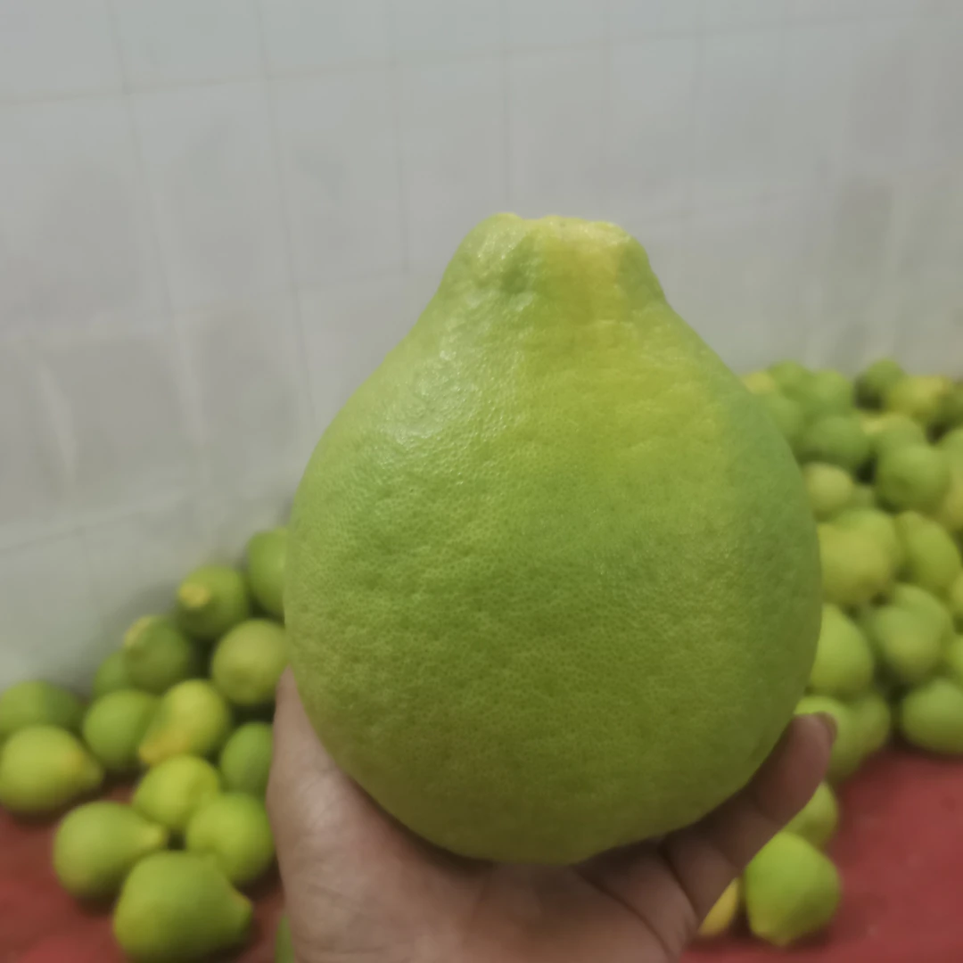 正宗广西容县沙田柚老树果现摘新鲜水果口感清甜皮薄肉厚