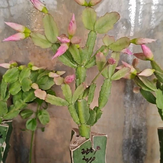 2099嫁接脱土脱盆易掉苞芽52