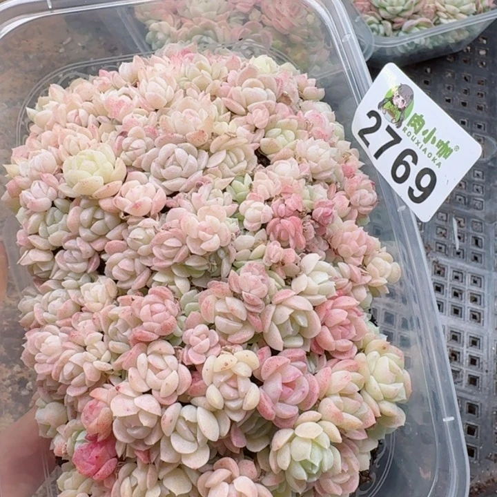 多肉植物多肉植物