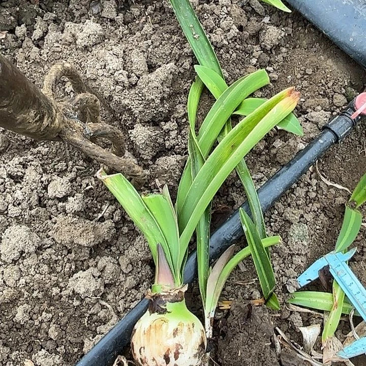 懂*白肋鬼魅六左右包对版