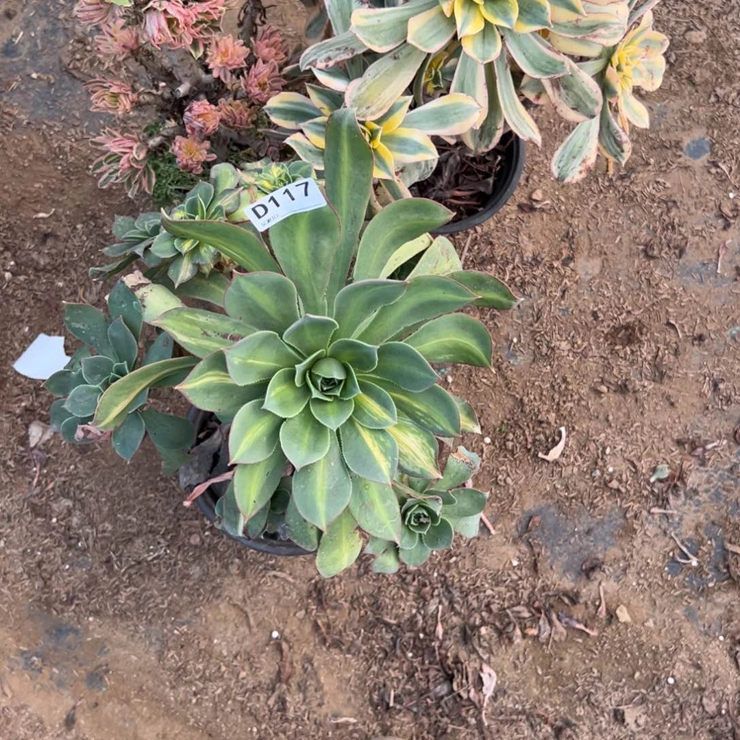 117三颗组合多肉植物