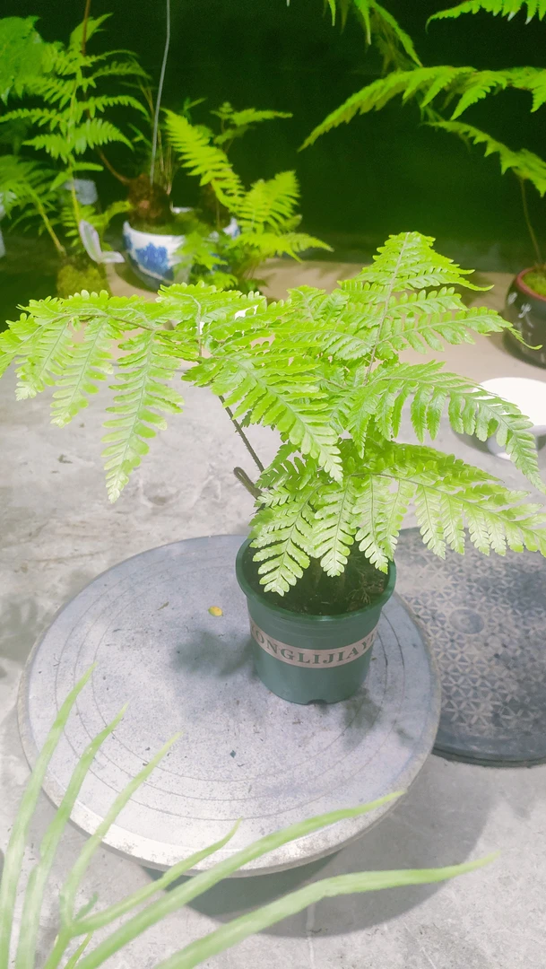 网红蕨类植物红鳞蕨凤尾蕨室内绿植盆栽四季常青喜保湿