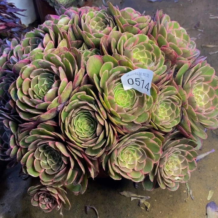 夜宴多肉断头不包0514