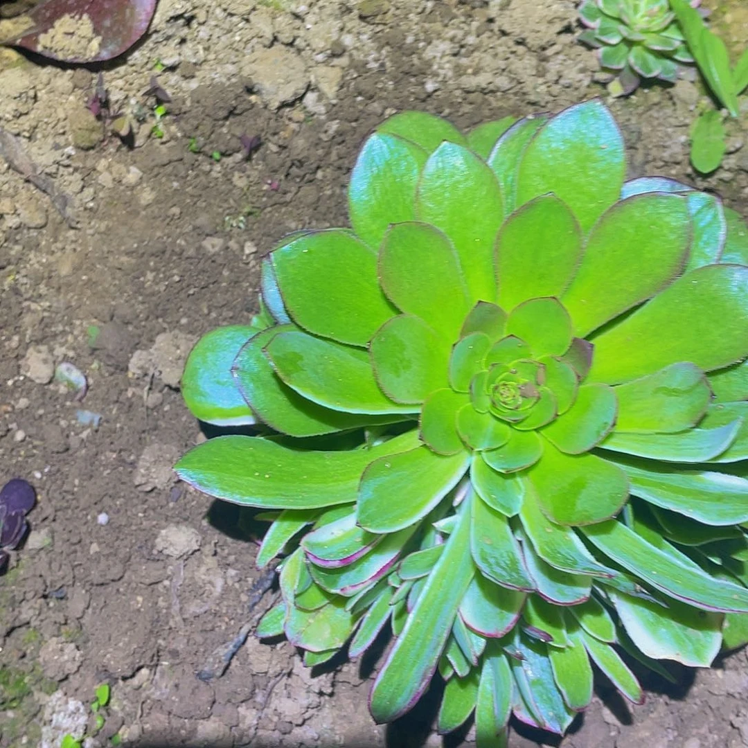 3975海王花脸多肉植物