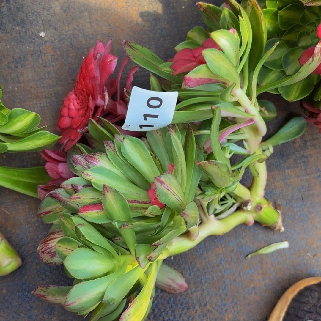 明*110多肉植物知否无根有砍