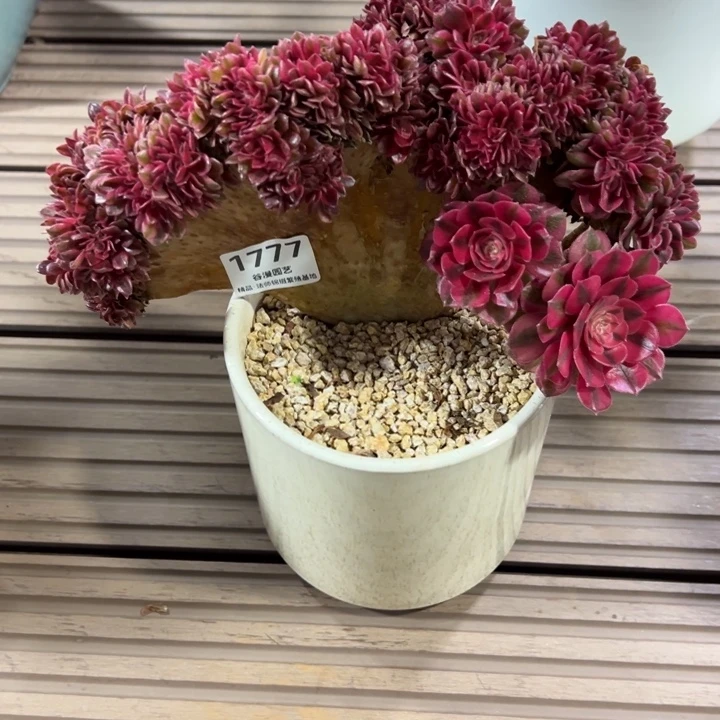 争***1777倾城缀化（送盆，带盆土包邮）