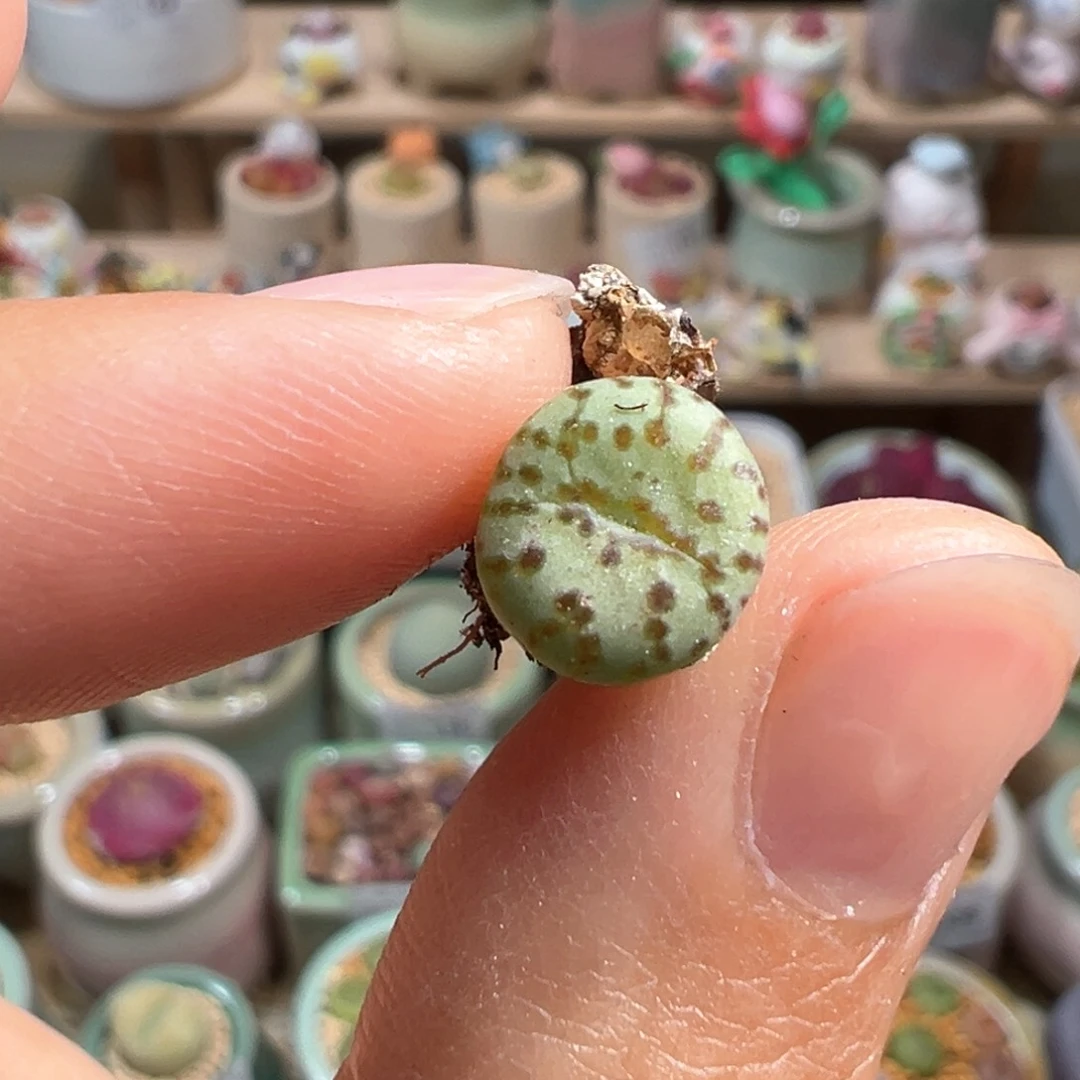 多肉植物171号安贞