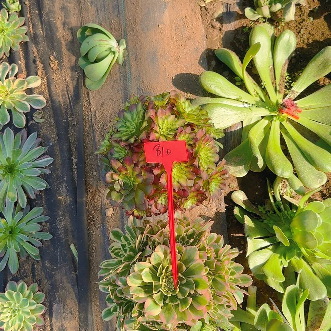 Y****杜810两颗哦哦哦