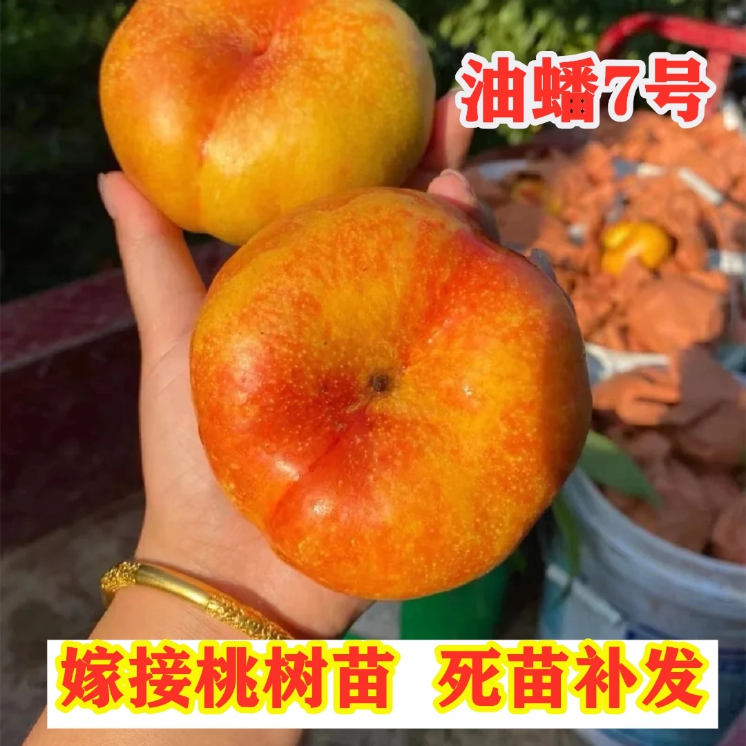 中油蟠7号桃树苗嫁接南方北方种植特大黄金蟠桃苗盆地栽当年结果
