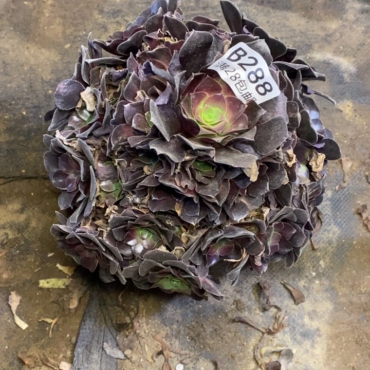 欧紫多肉断头不包288