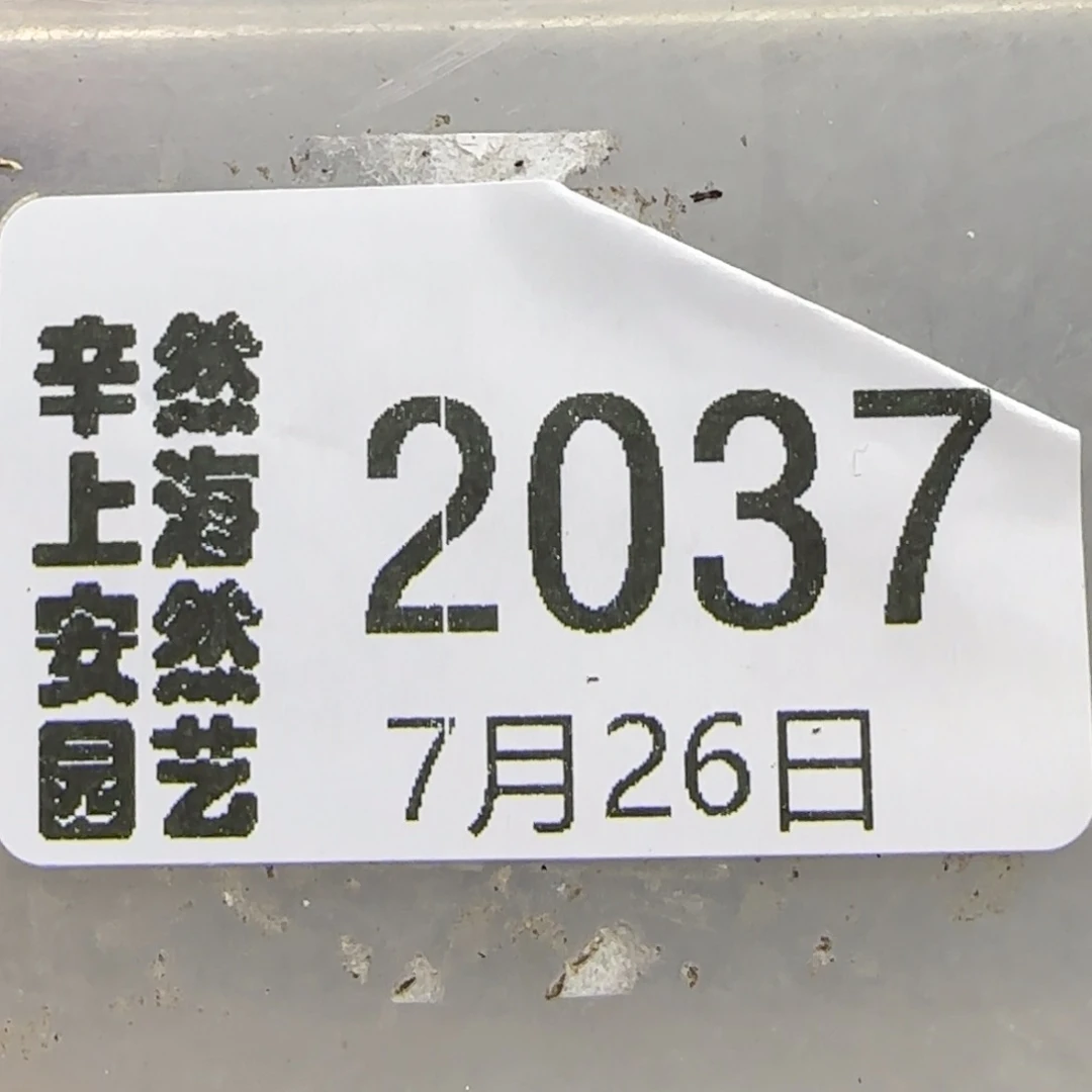 芝***-7.26。。糖霜。。。2037