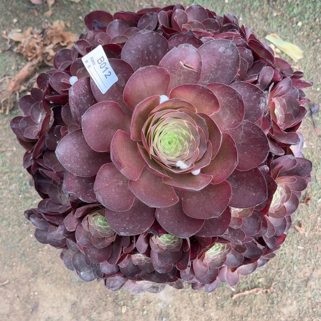 012美金玫瑰多肉植物